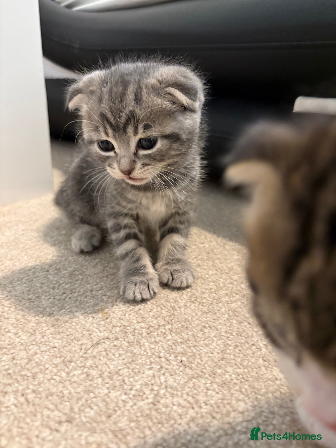 Scottish Fold cats for sale: Beautiful Scottish food for sale  - Image 4