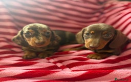 Miniature Dachshund dogs for sale: Miniature dachshund  - Image 6