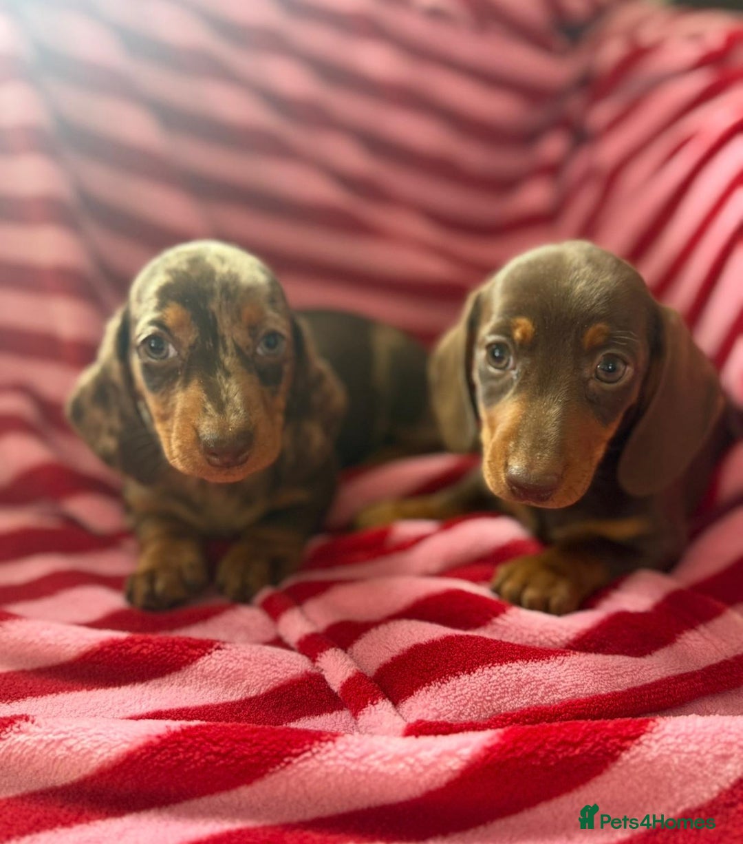 Miniature Dachshund dogs for sale: Miniature dachshund  - Image 6