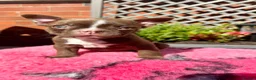 Boston Terrier dogs for sale: KC Registered Boston Terrier pups  - Advert 6