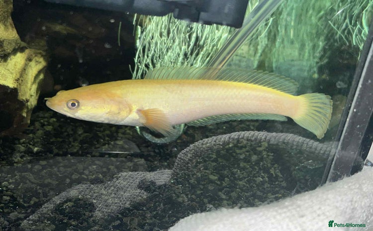 Other/Mixed Breed fish - Advert 7
