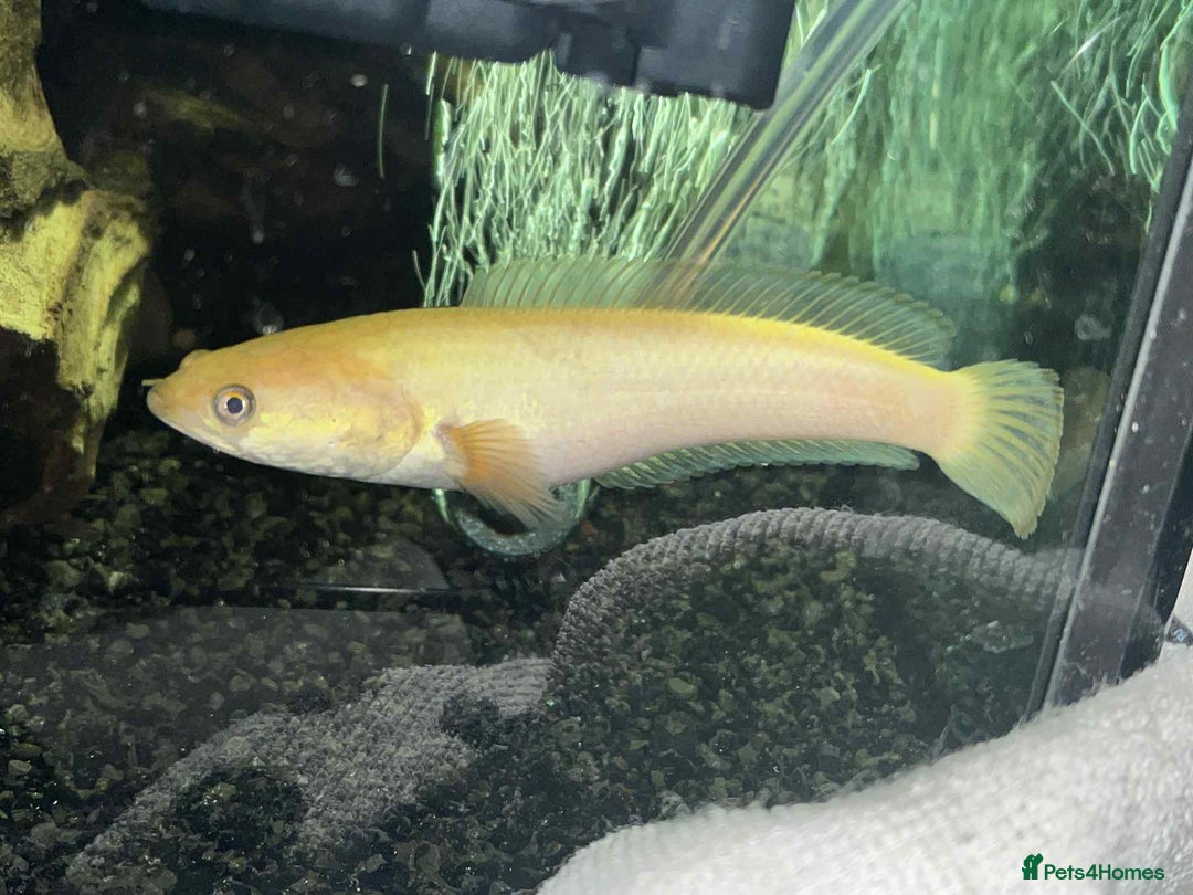 Other/Mixed Breed fish for sale: Golden Channa Limbata Snakehead - Image 1