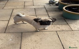 Pug dogs for sale: Beautiful 11 month old Pug - Image 1