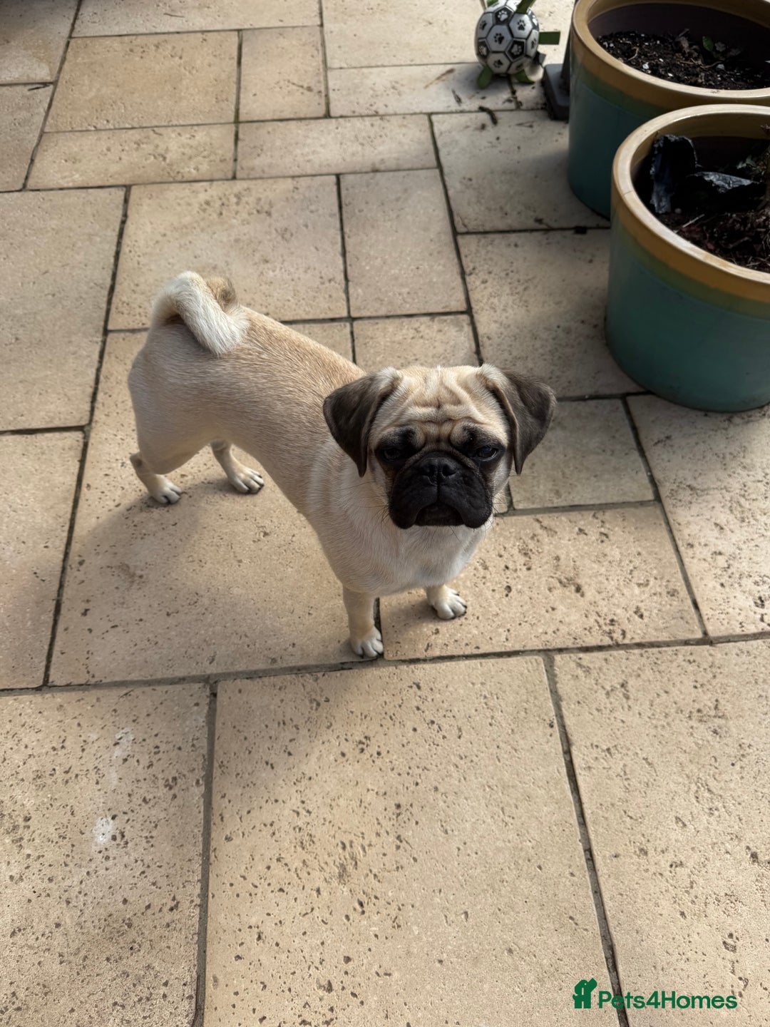 Pug dogs for sale: Beautiful 11 month old Pug - Image 1