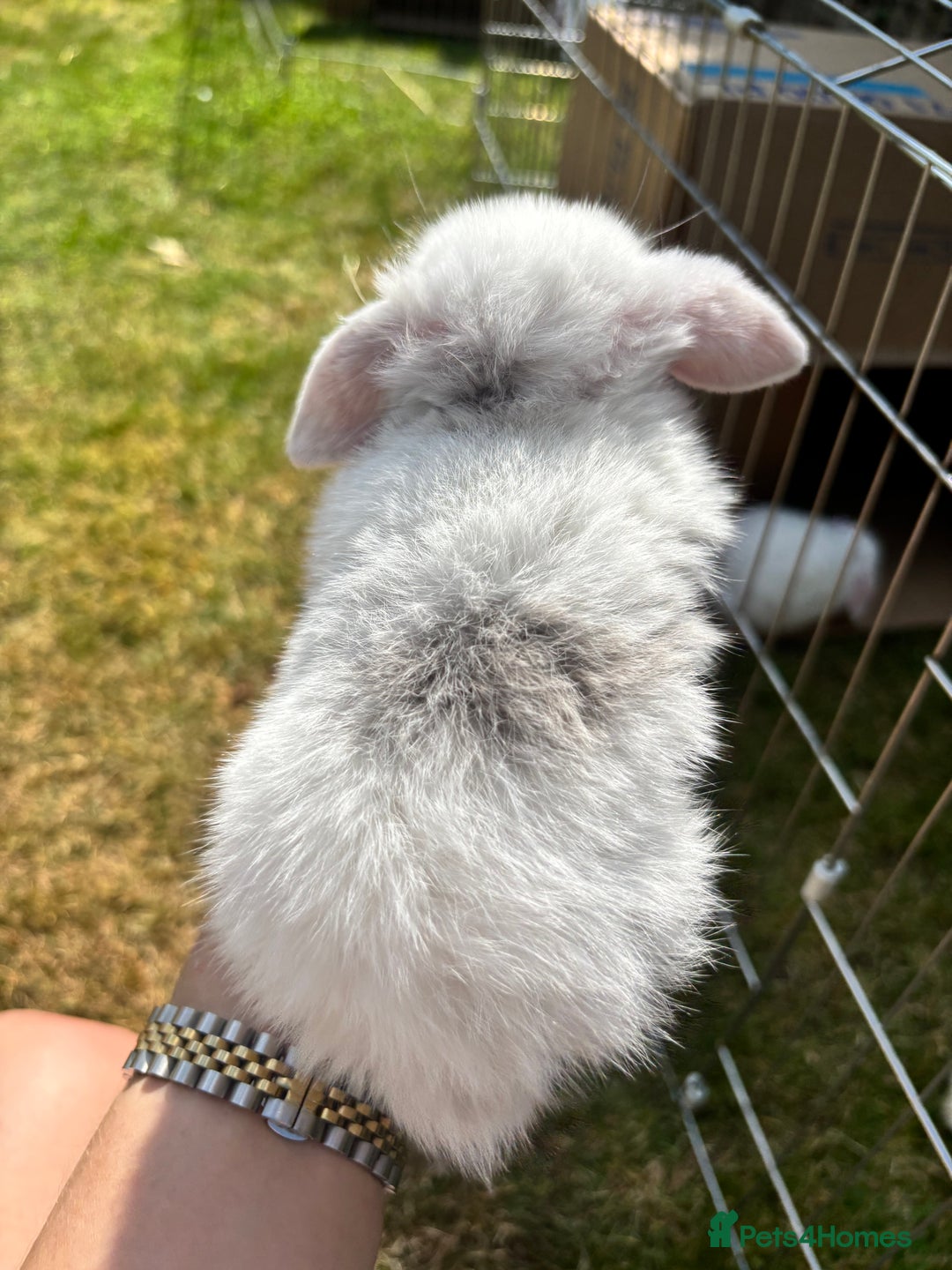 Mini Lop rabbits for sale: Mini lop rabbits  - Image 7