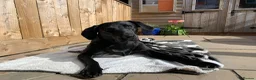 Labrador Retriever dogs for sale: Labrador Puppies - Advert 1