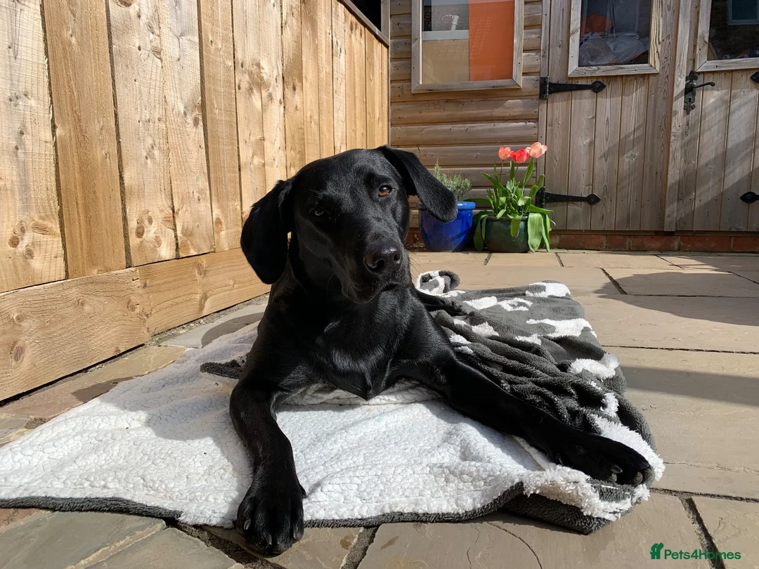 Labrador Retriever dogs for sale: Labrador Puppies - Advert 1