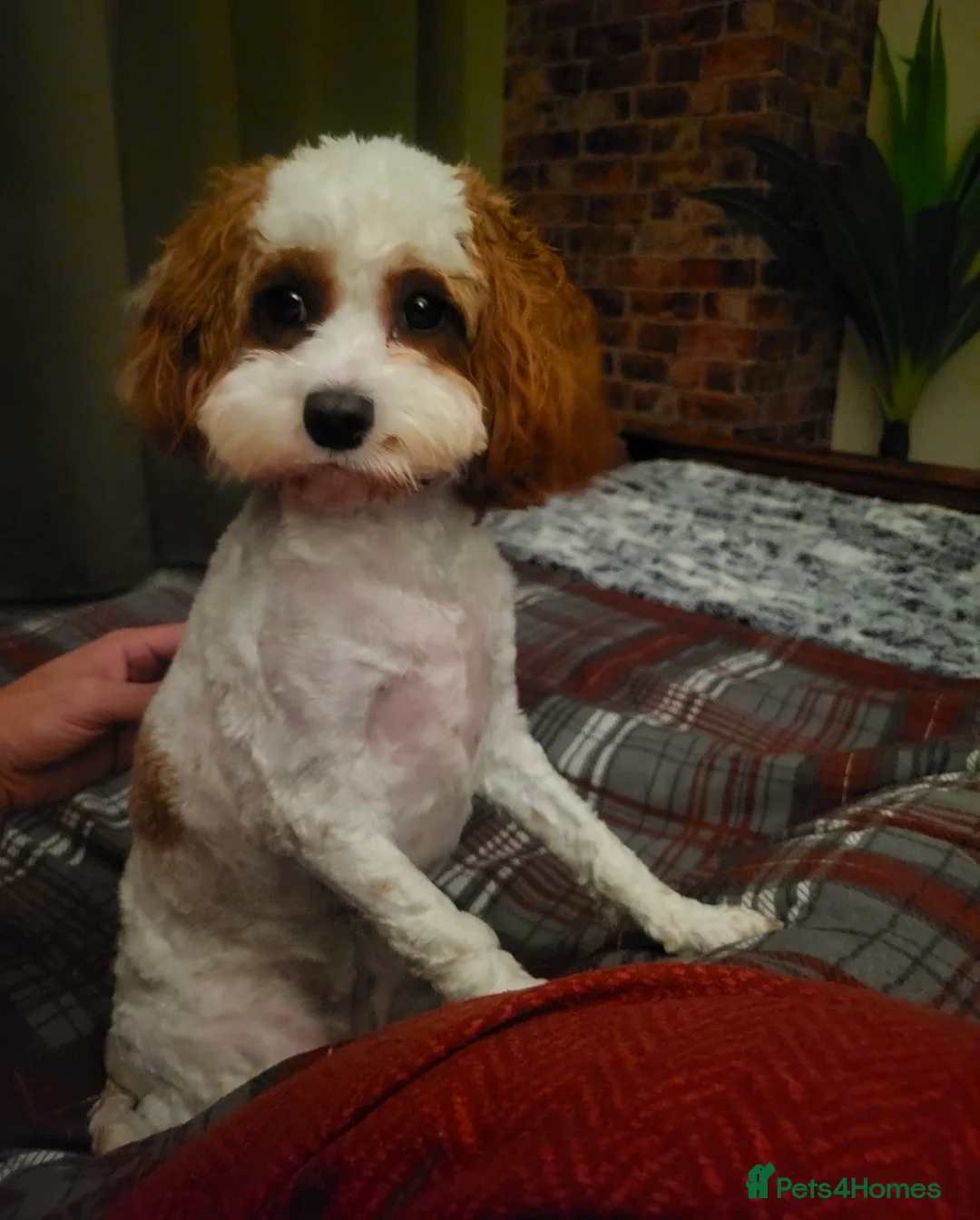 Cavapoo dogs for sale: Cavapoo Female  - Advert 1