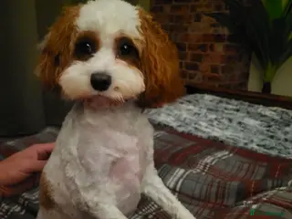 Cavapoo dogs Cavapoo Female - Advert 17