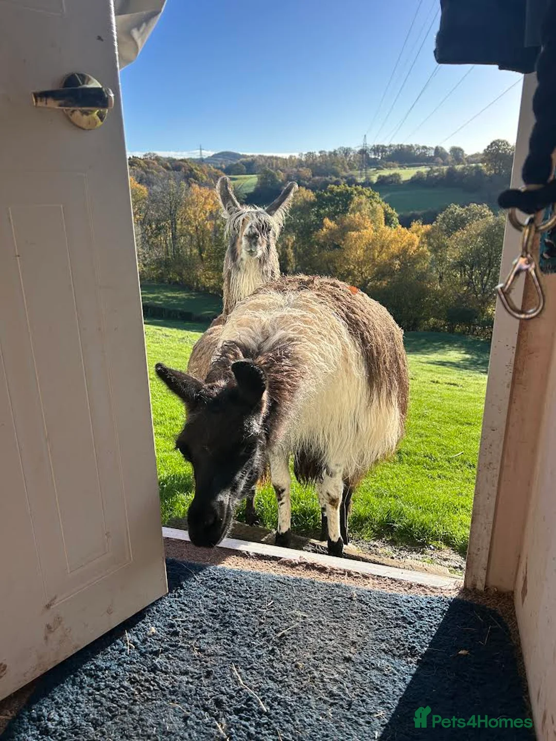 Llama livestock for sale: Gorgeous male llama Pablo - Advert 3
