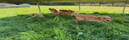 Labrador Retriever dogs for sale: 6 Labrador puppies  - Advert 7