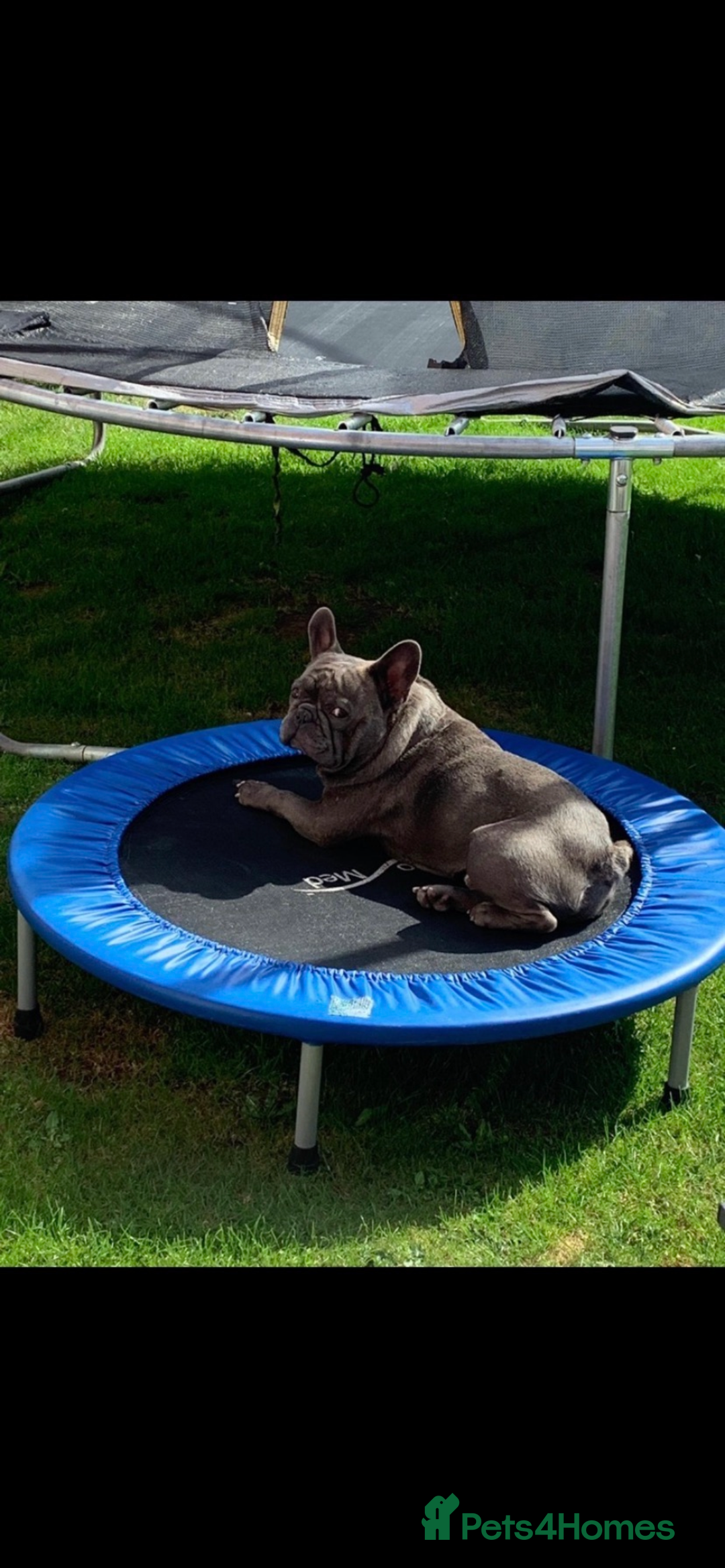 French Bulldog dogs for sale: French bulldog pups  - Image 16