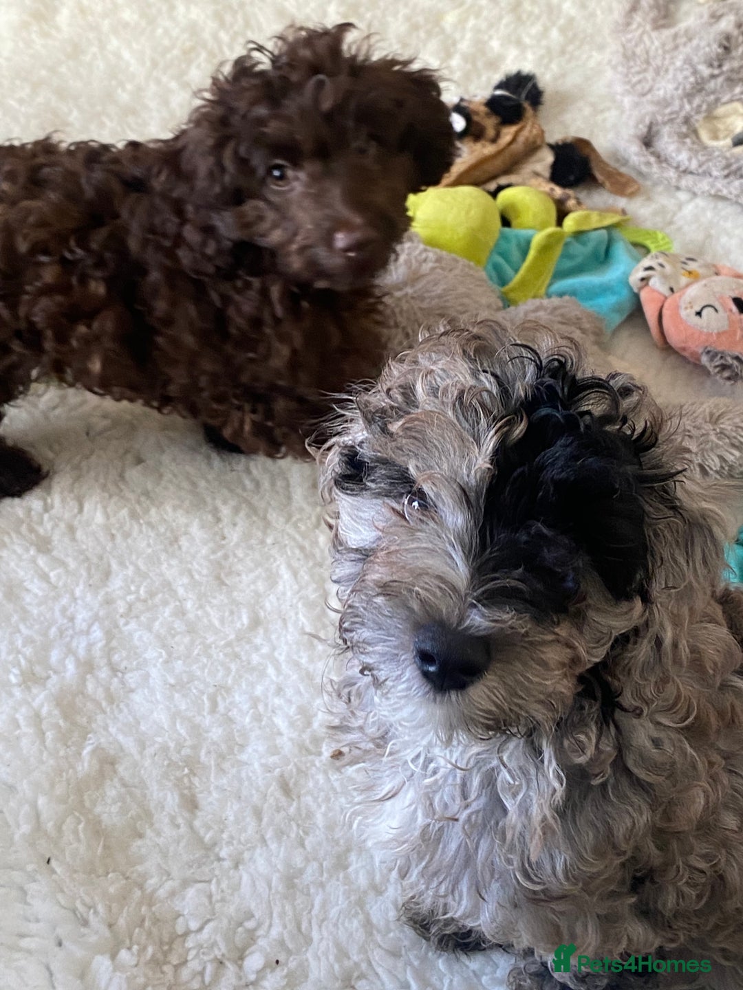 Cockapoo dogs for sale: Gorgeous F2 Cockapoos - Image 8