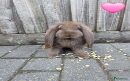 French Lop rabbits for sale: Giant french lops - Image 2