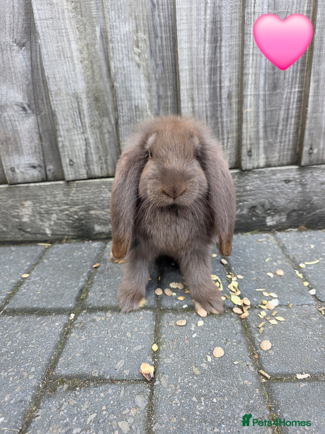 French Lop rabbits for sale: Giant french lops - Image 2