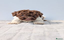 Lagotto Romagnolo dogs for sale: Adorable Lagotto Pups - Image 5