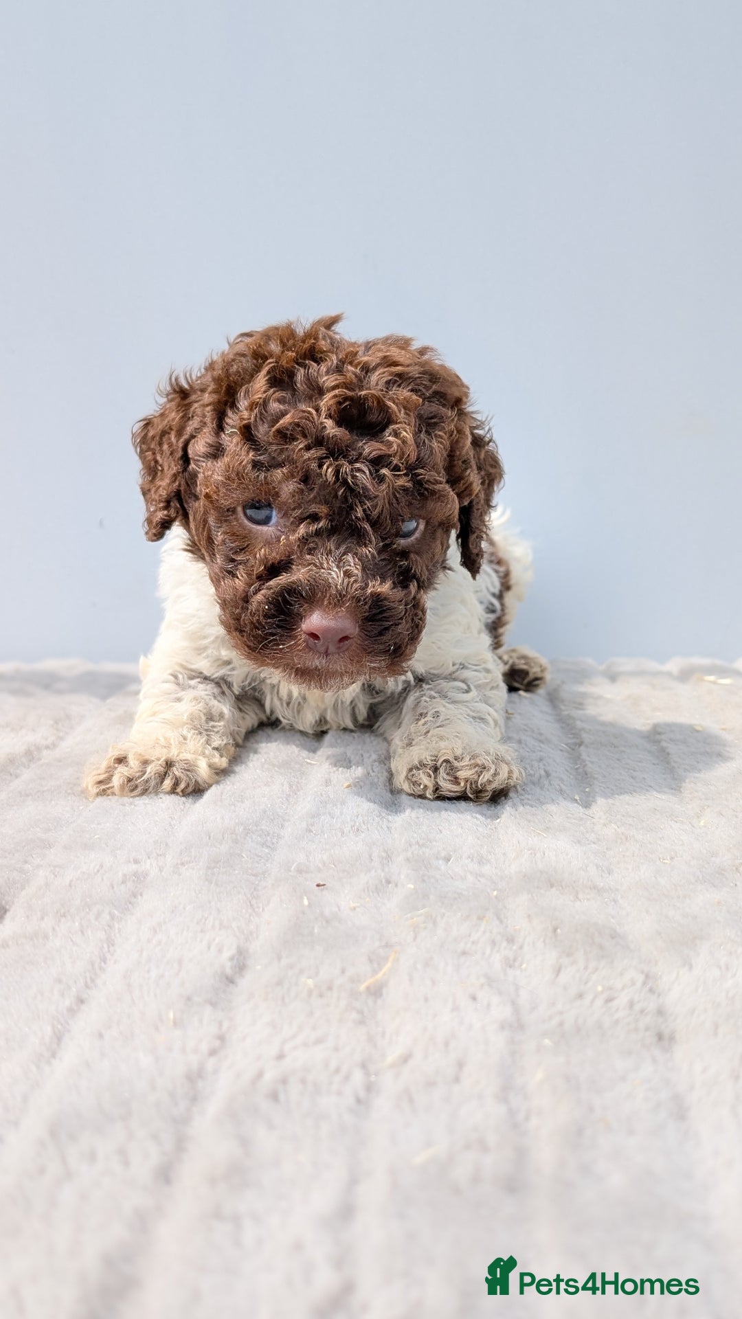 Lagotto Romagnolo dogs for sale: Adorable Lagotto Pups - Image 5