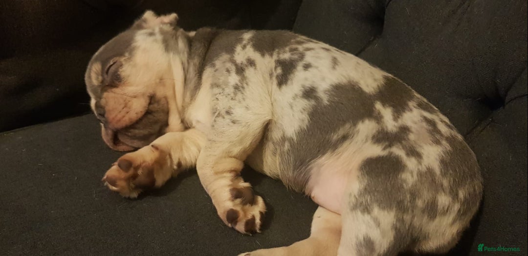 French Bulldog dogs for sale: 🐶 Stunning Merle Lilac Fawn French Bulldogs - Advert 6