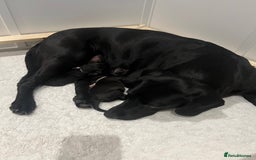 Labrador Retriever dogs for sale: KC registered black lab - 1 boy left!  - Image 6