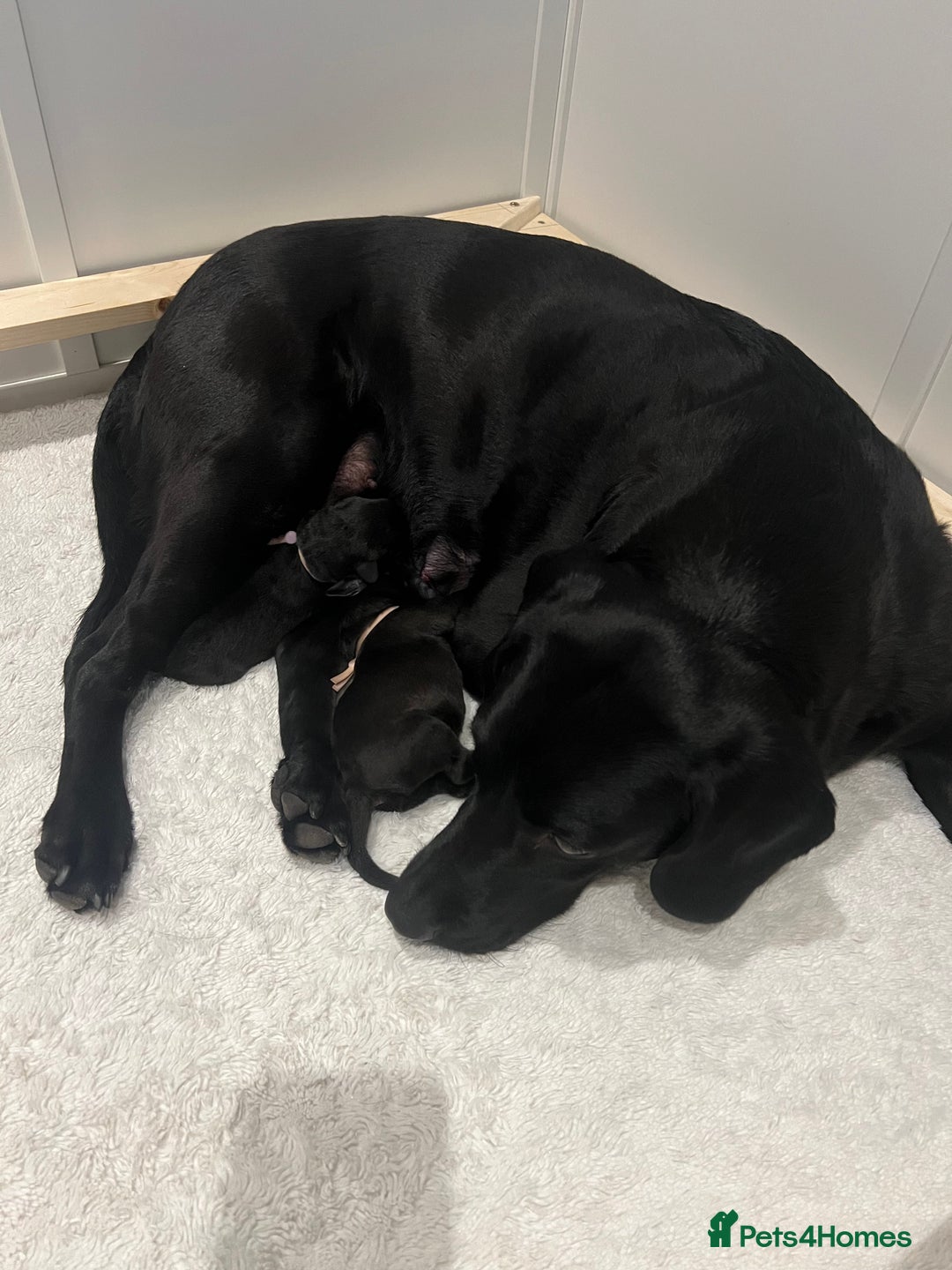 Labrador Retriever dogs for sale: KC registered black lab - 1 boy left!  - Image 6