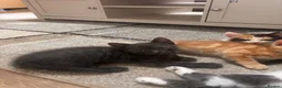 Mixed Breed cats for sale: 4 beautiful family kittens ready to leave now  - Advert 14