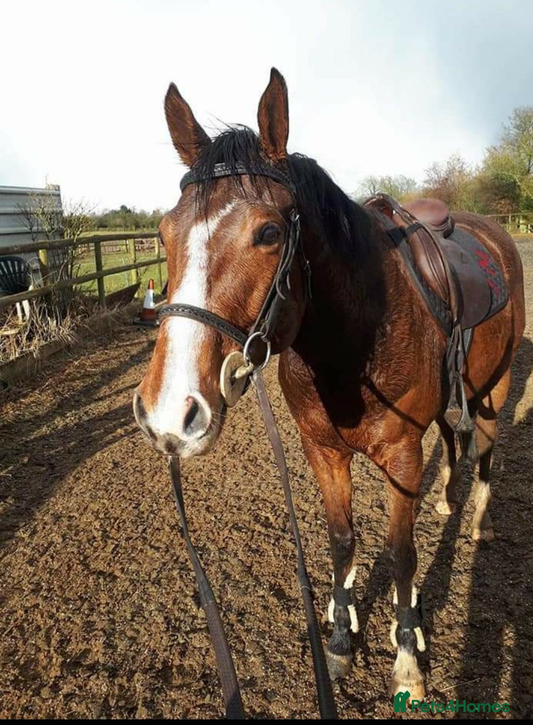 Other Breed horses for sale: 15.1 Welsh x thoroughbred  - Image 4