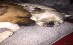 Staffordshire Bull Terrier dogs for stud: Proven Staffordshire Bull Terrier for Stud  - Image 14