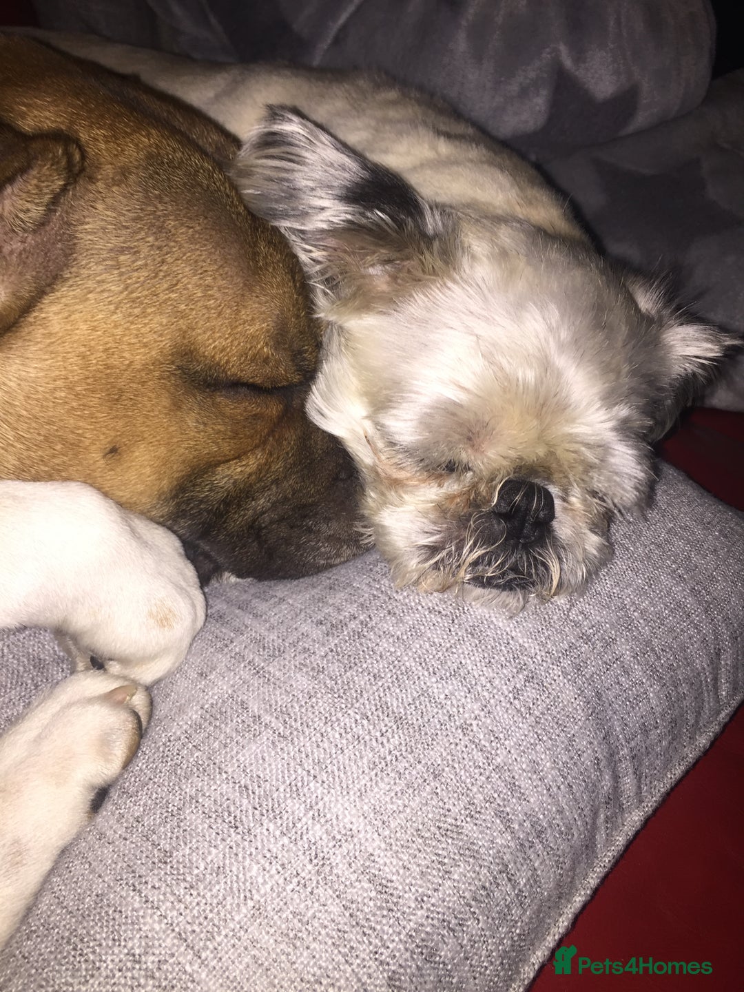 Staffordshire Bull Terrier dogs for stud: Proven Staffordshire Bull Terrier for Stud  - Image 14