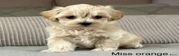 Maltipoo dogs for sale: A BEAUTIFUL ARRAY OF COLOURS AND LOVELINESS  - Advert 18