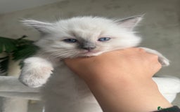 Ragdoll cats for sale: Beautiful Male Ragdolls – Champion Bloodlines - Image 3