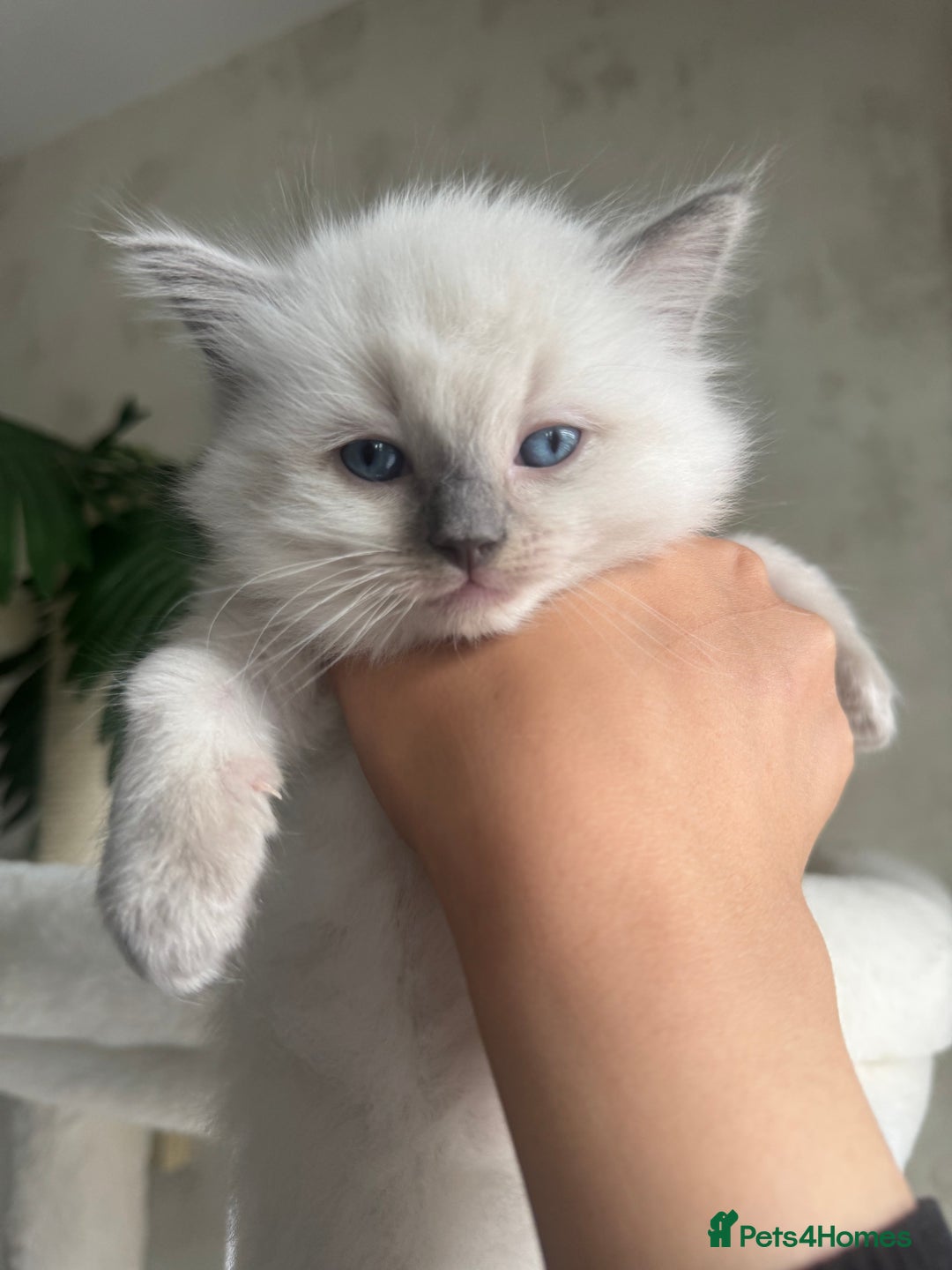 Ragdoll cats for sale: Beautiful Male Ragdolls – Champion Bloodlines - Image 3
