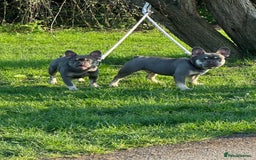 French Bulldog dogs for sale: French bulldog - Image 7