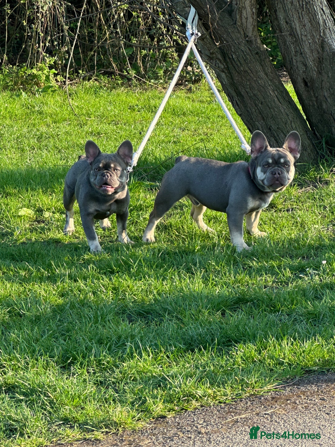 French Bulldog dogs for sale: French bulldog - Image 7