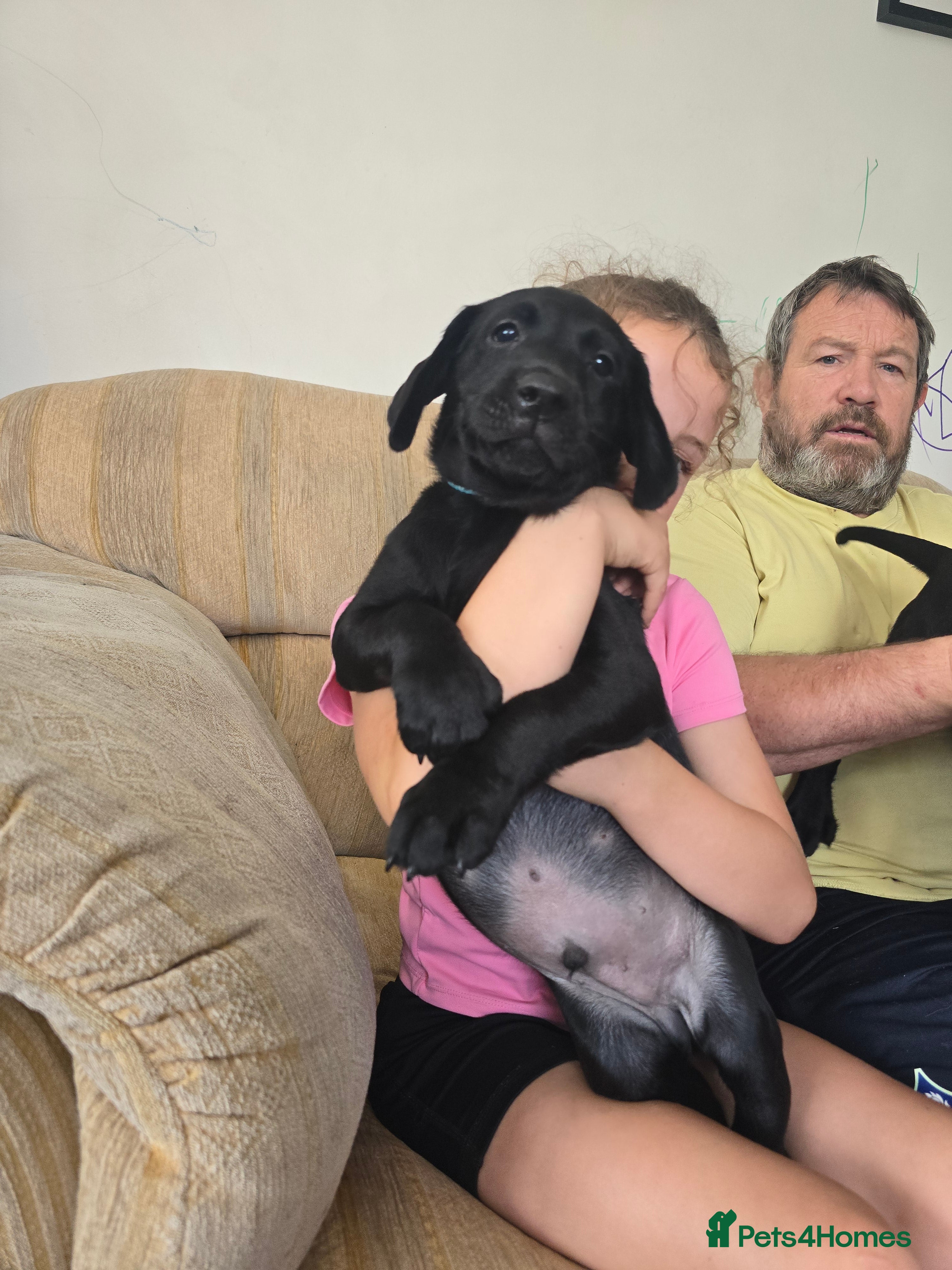 Labrador Retriever dogs Beautiful Chunky Labrador Puppies - Advert 2