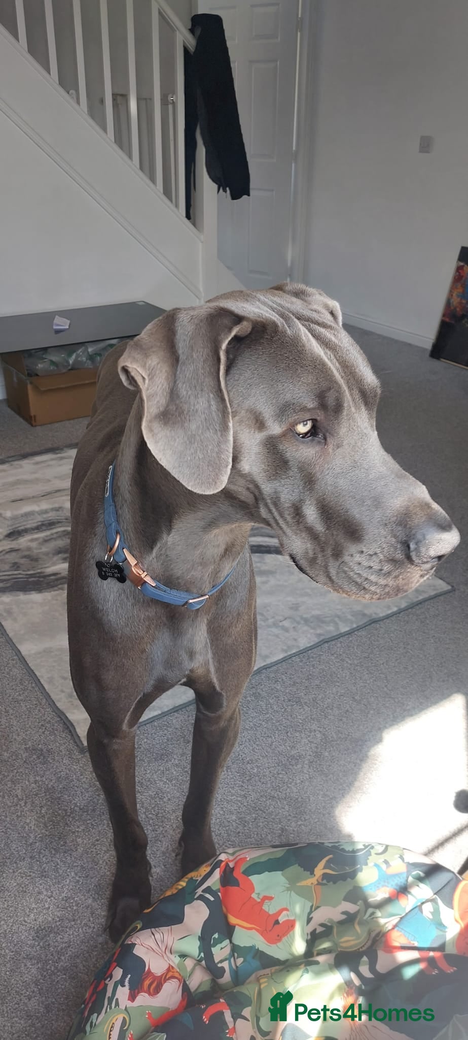 Great Dane dogs Blue Great Dane for stud - Advert 1