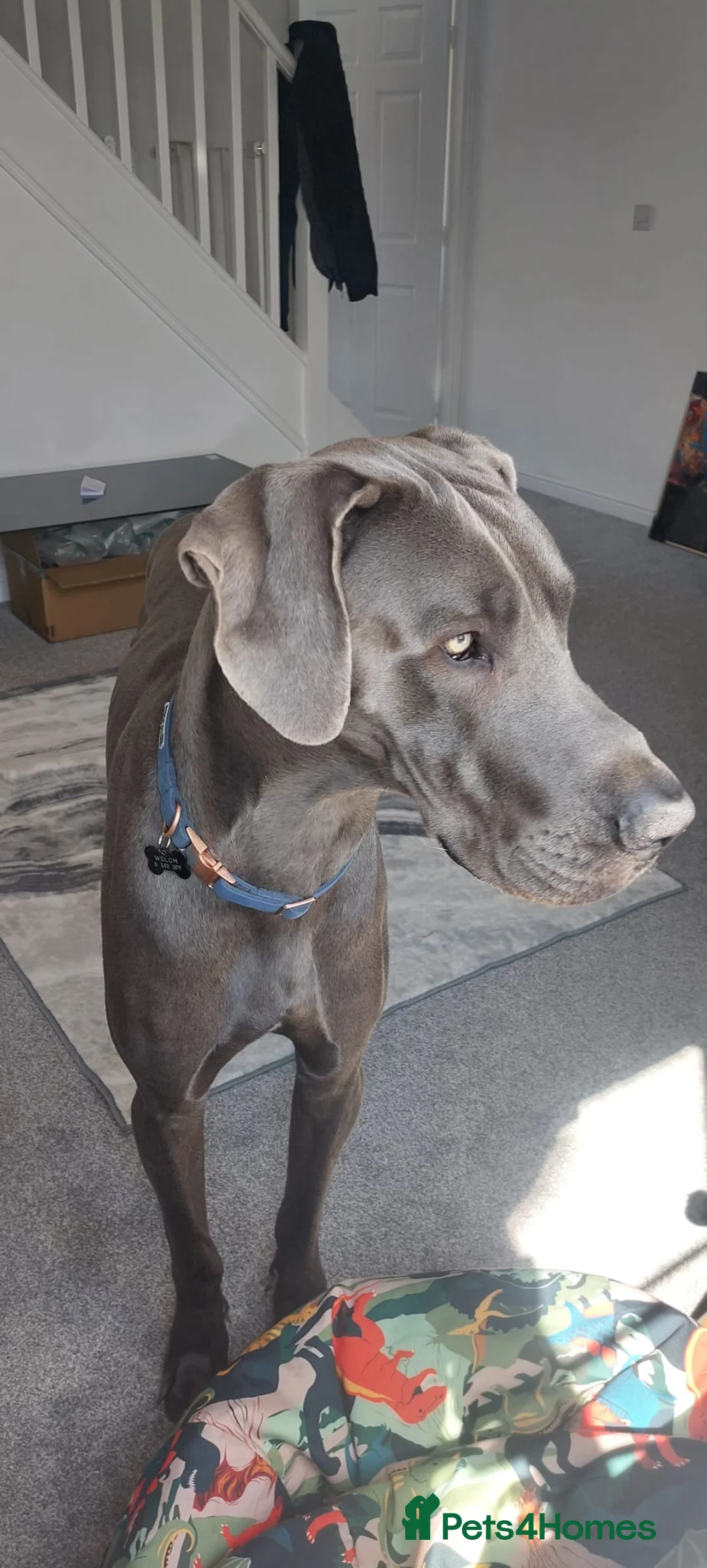 Great Dane dogs for stud: Great Dane for stud in Chesterfield - Advert 8