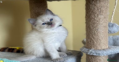 Ragdoll cats - Advert 7
