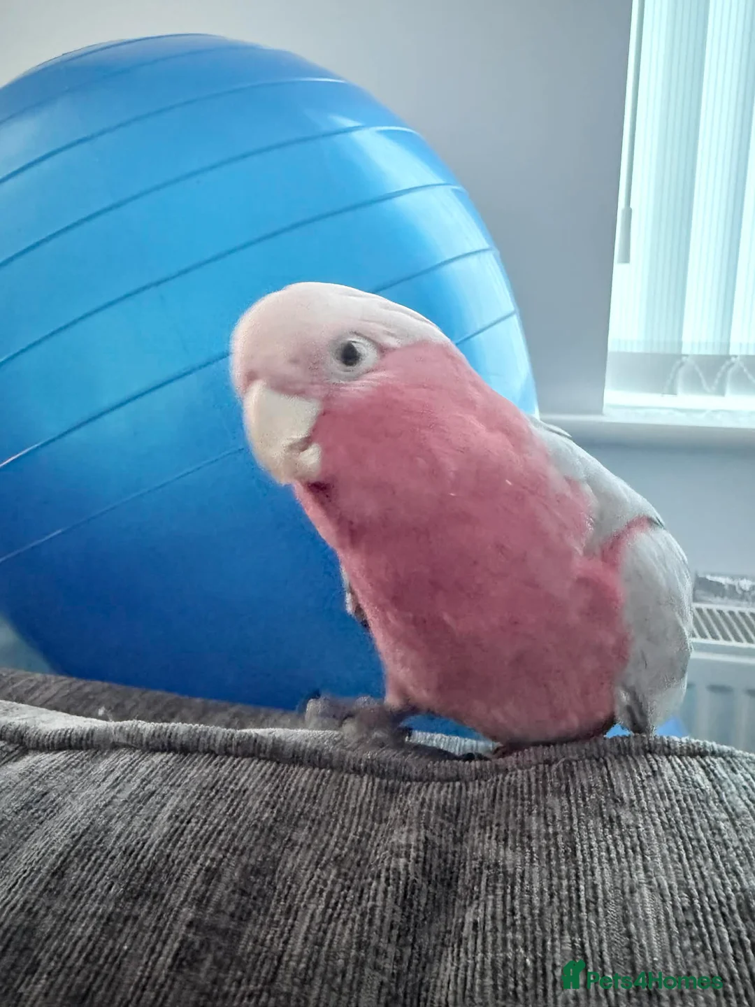 Cockatoo birds for sale: Cockatoo galah  - Advert 4