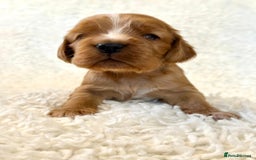 Cocker Spaniel dogs for sale: Full Health Tests KC Reg Showline Cocker Spaniels - Image 4
