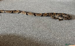 Python Snake reptiles for sale: Ball/royal python - Image 5