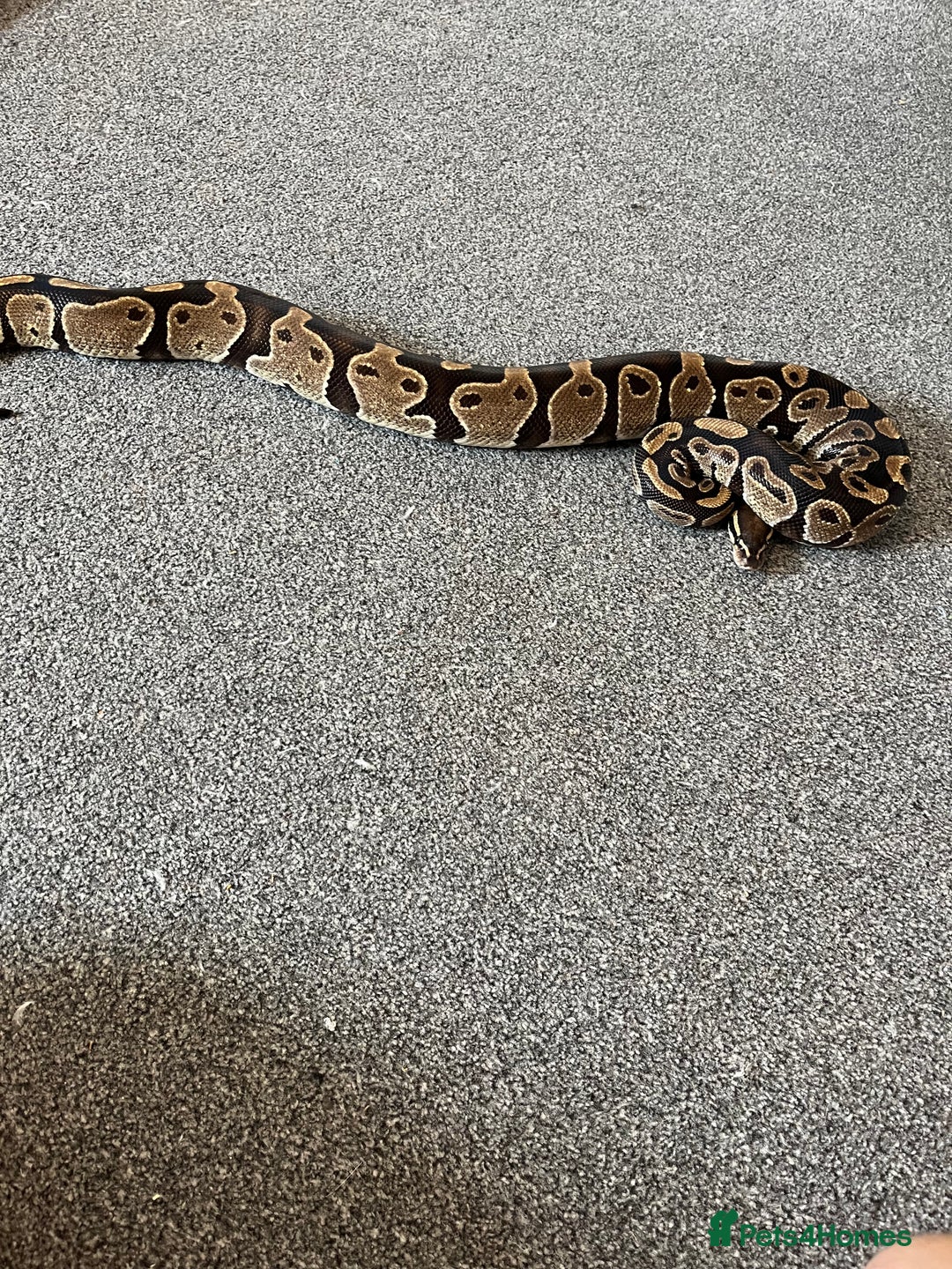Python Snake reptiles for sale: Ball/royal python - Image 5