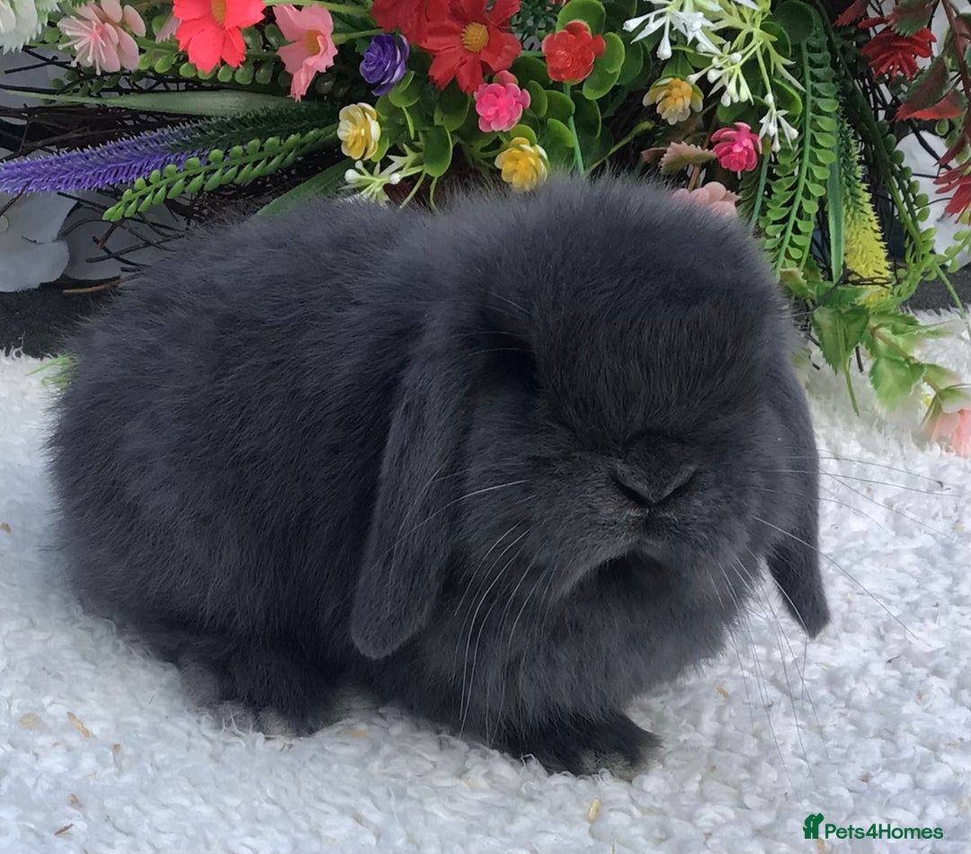 Mini Lop rabbits for sale: Mini lop buck - Advert 4