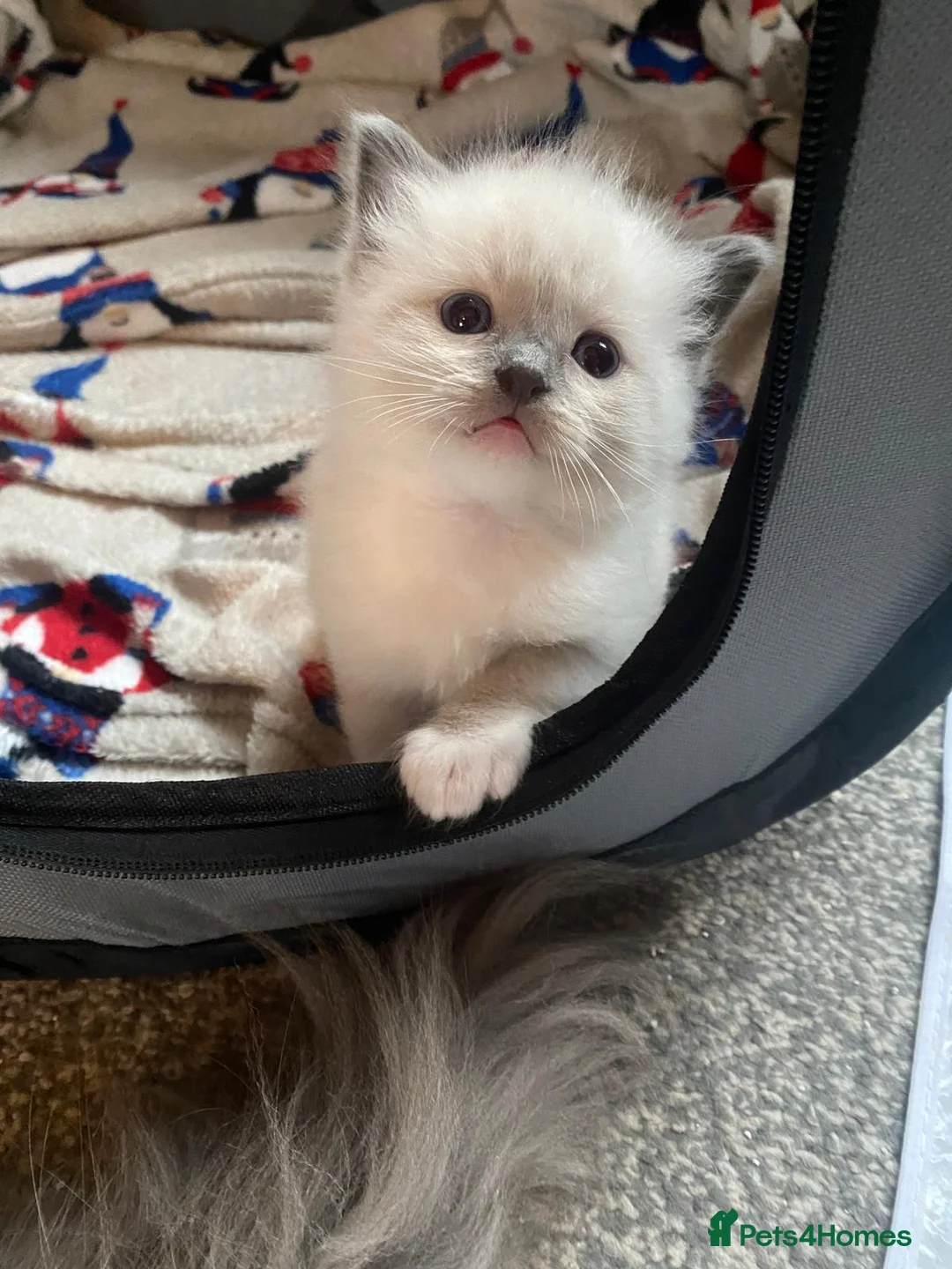 Ragdoll cats for sale: Purebreed Ragdoll kittens - Advert 5