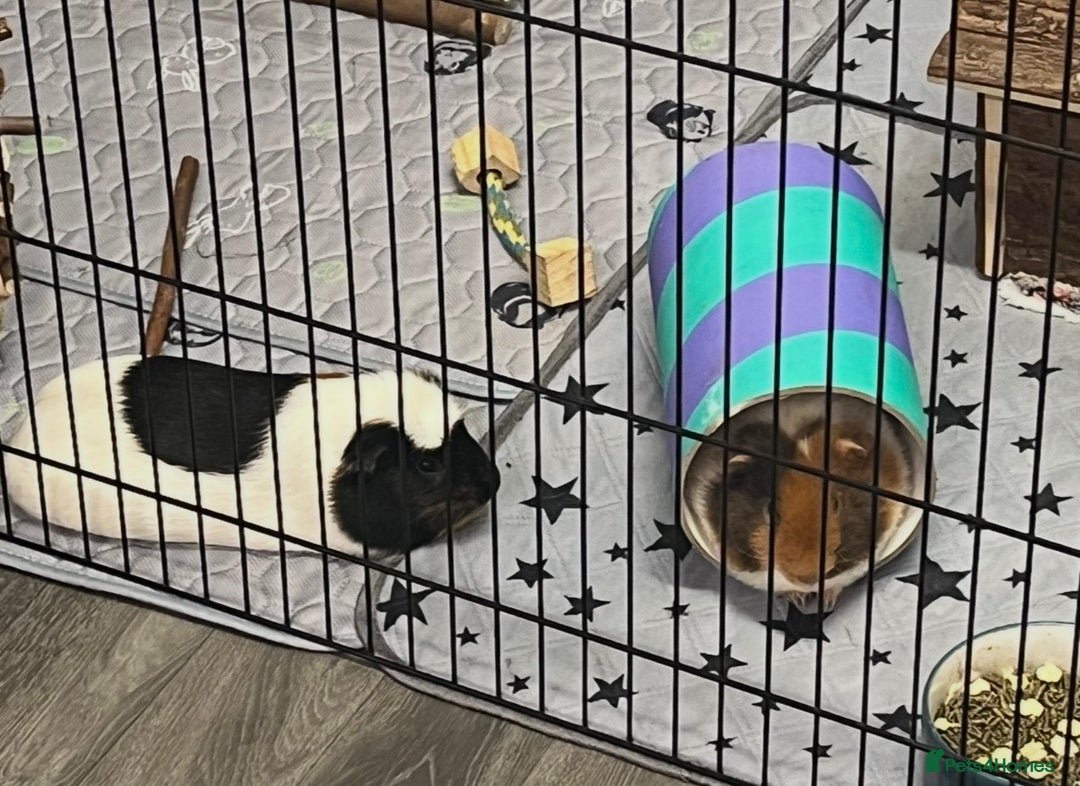 Guinea Pig rodents for sale: 2x Male Guinea Pigs, Everything Included - Advert 5