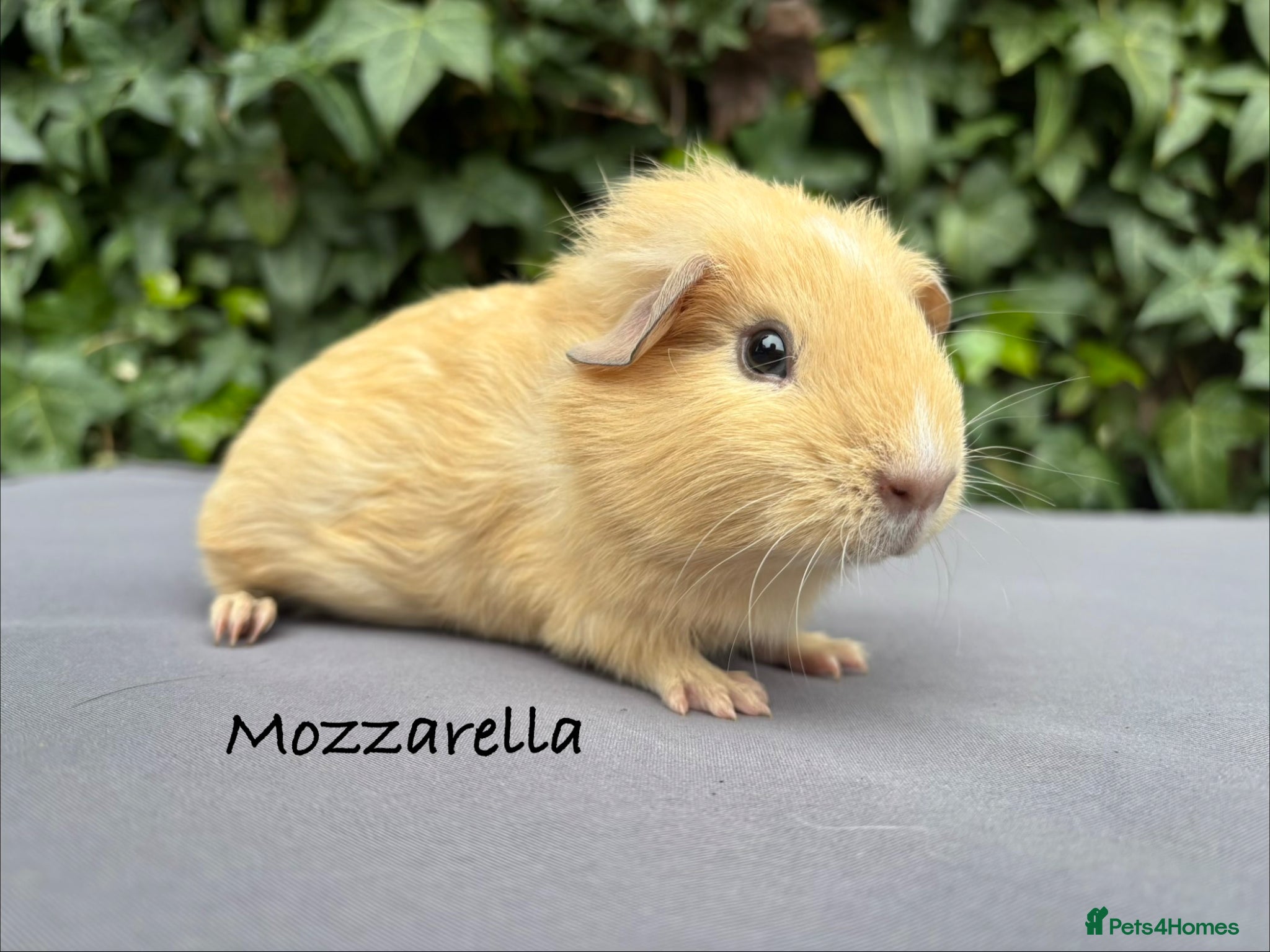 Guinea Pig rodents Beautiful baby guinea pigs  - Advert 4