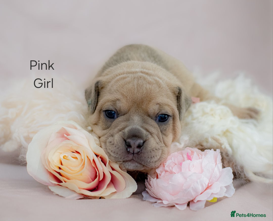 Olde English Bulldogge dogs for sale: Olde english bulldog  - Image 6