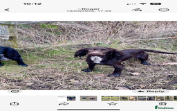 Cocker Spaniel dogs for sale: Kc registered Cocker Spaniel  - Image 10