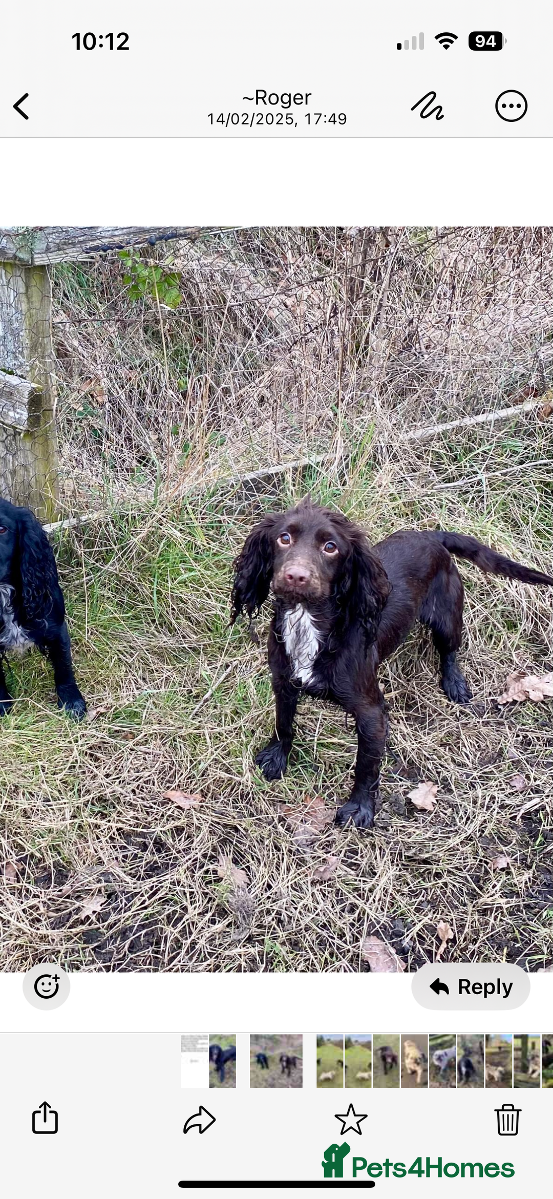 Cocker Spaniel dogs for sale: Kc registered Cocker Spaniel  - Image 10