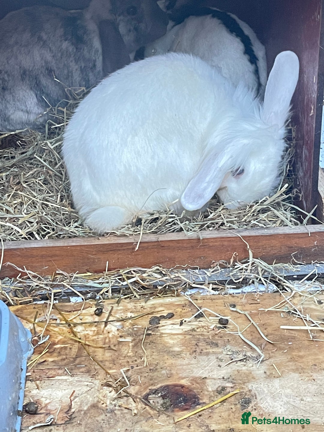 British Giant rabbits for sale: Beautiful Male Rabbit  - Image 3
