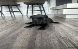 Staffordshire Bull Terrier dogs for sale: 🔥 Stunning Staffordshire Bull Terriers 🔥 - Image 15